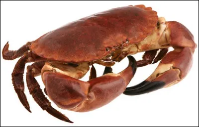 Quel est le nom de ce crabe ?