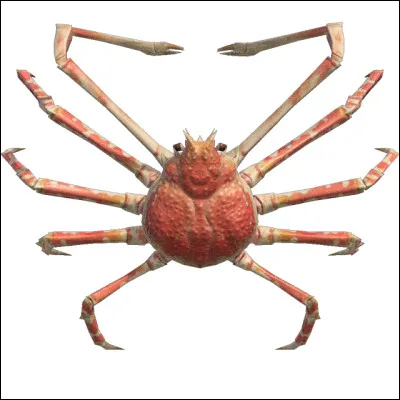 Quel est le nom de ce crabe ?