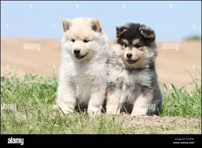 Quel est ton animal préféré ?