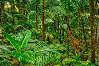 Quels sont ses végétaux ?