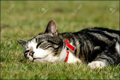 Lequel des deux est né chat domestique ?