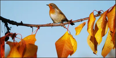 Aimes-tu les animaux ?