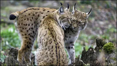 Quels sont ses animaux ?