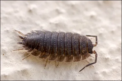 Les cloportes sont...