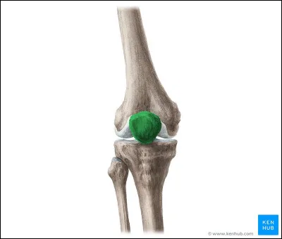 Comment s'appelle cet os ?