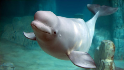 Quel est ce grand mammifère marin à la peau toute blanche qui vit principalement dans l’océan Arctique ?