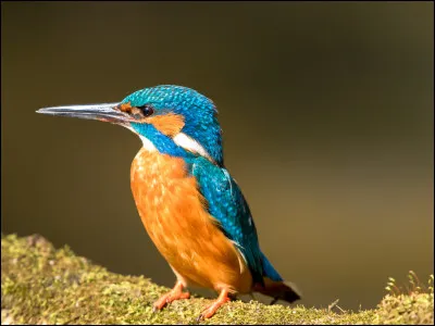 Quel oiseau porte le nom de martin ?