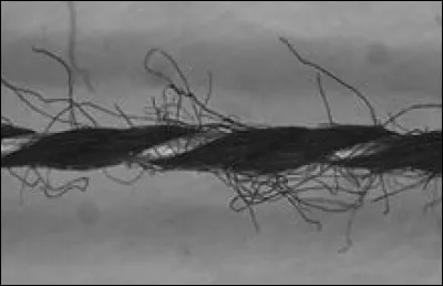 Que collectionne l'arctophile ?