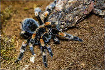 Lorsque Magister demande à l'aragne de tisser un pont, celle-ci lui demande de répondre à une charade. Quelle est la réponse ?