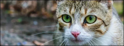 Et enfin tes yeux seraient...