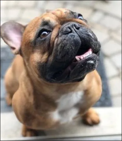 Comment s'appelle le chien qu'elle amène avec elle ?