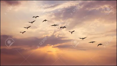 Quels sont ses animaux ?