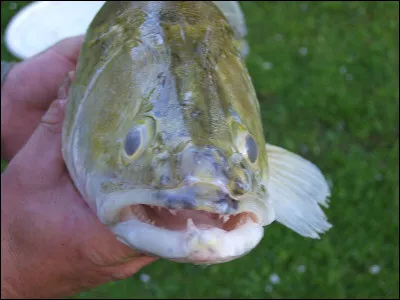 Le film de Freddie Francis sorti en 1966, c'est...