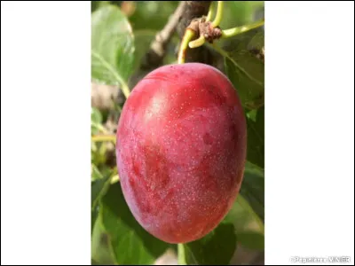 Lequel de ces films de 1952 est de Richard Pottier ?