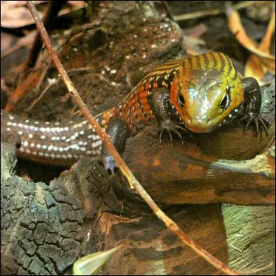 Combien sont les éclaireurs pour Tomotaka Tasaka, en 1938 ?