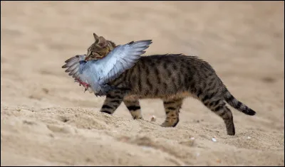 Tu deviens guerrier, et ton chef te demande quel apprenti tu voudrais avoir. Que r&eacute;ponds-tu ?