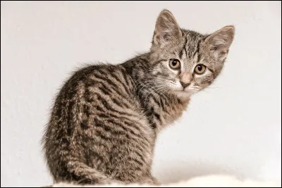 Comment voudrais-tu t'appeler ?