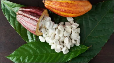 Quel est le pays le plus producteur de cacao ?
(parmi les réponses ci-dessous)