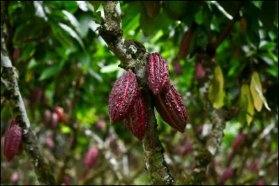 Comment s'appelle l'arbre qui permet d'obtenir des fèves de cacao ?