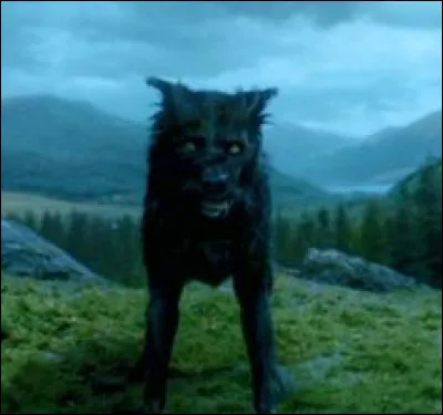 Qui est traîné par un gros chien noir dans un trou entre les racines du saule cogneur ?