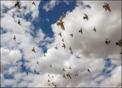 La palombe (ou pigeon ramier) est un oiseau migrateur. Où s'en va-t-il passer l'hiver ?
