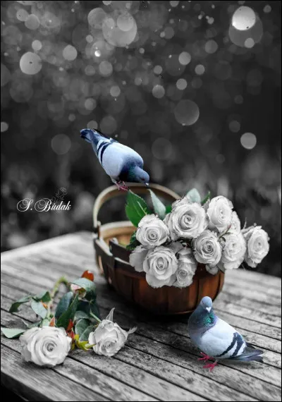 À qui appartiennent les paroles "D'hiver en automne, ni fièvre, ni froid, elle met du vieux pain sur son balcon pour attirer les moineaux, les pigeons" ?