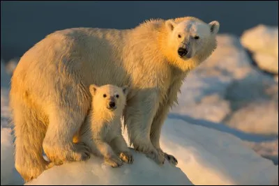 Que fait l'ours en hiver ? Il se repose, mais est-il un hibernant ?