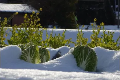 Pour réaliser quel plat d'hiver allez-vous utiliser ces beaux légumes dans ce jardin enneigé ?