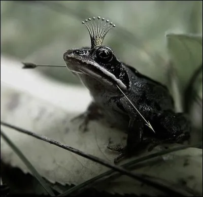 À qui appartient cet aesthetic ?