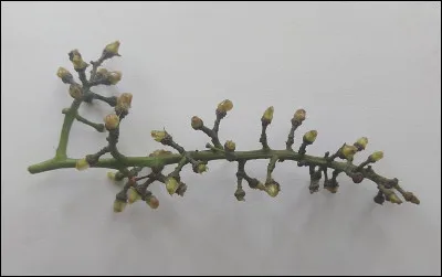 Quelle est la plus grande fleur du monde ?