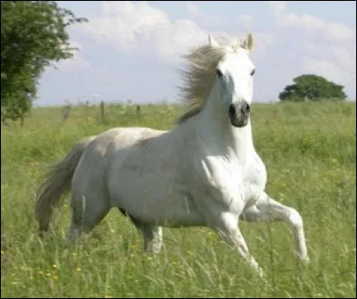 Quel chanteur rend hommage à Stewball, cheval de course blanc du XVIIIe siècle, en 1966 ?
