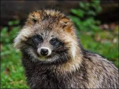 Comment se nomme cet animal japonais ?