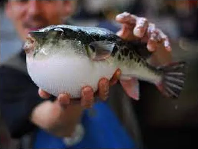 Comment se nomme cet animal japonais ?