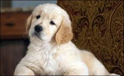 Trouvez le prénom de l'explorateur à l'aide de l'image !