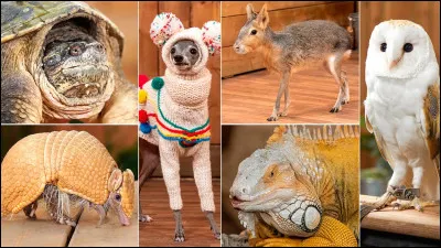 Quels sont ses animaux ?