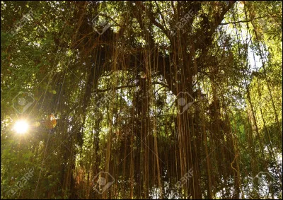 Quels sont ses végétaux ?