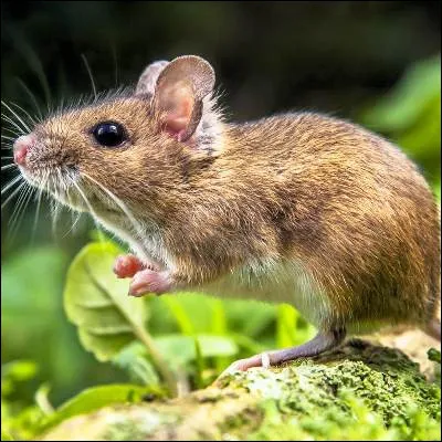 Quelle fleur, li&eacute;e &agrave; la l&eacute;gende d�un chevalier qui demanda &agrave; sa bien-aim&eacute;e de ne pas l�oublier, est aussi appel&eacute;e oreille-de-souris ?