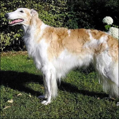 Quelle race de chien est aussi appel&eacute;e l&eacute;vrier russe ?