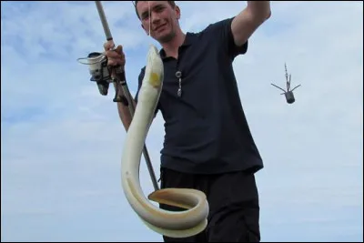 Les anguilles européennes se reproduisent dans la mer des Sales Garces !