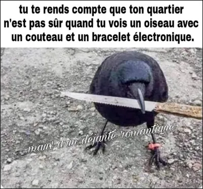 La femelle du corbeau s'appelle la corbeille !
