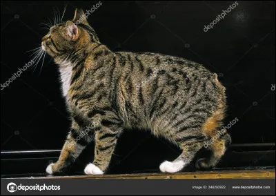 Quelle est cette race de chat ?