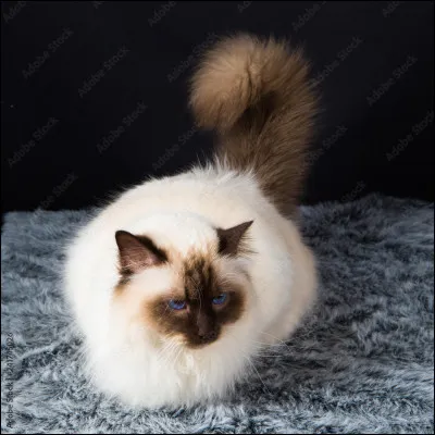 Quelle est cette race de chat ?