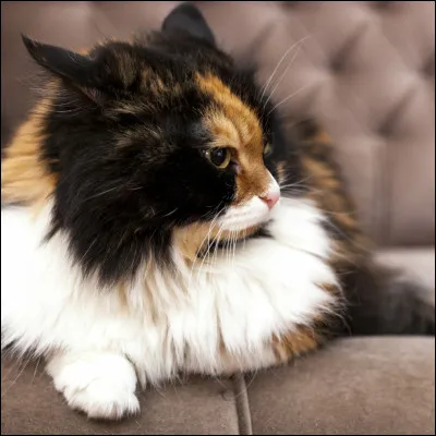 Quelle est cette race de chat ?