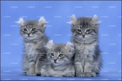 Quelle est cette race de chats ?