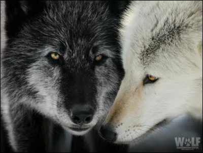 Quelle est la couleur que tu apprécies le plus entre celles-ci ?