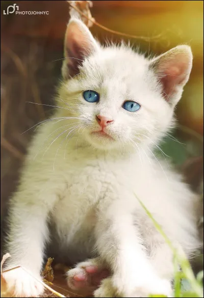 Quel est ton animal favori entre ceux-ci ?