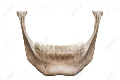 Quel est le nom de cet os ?