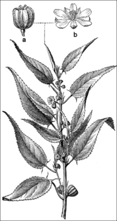 Quel est le genre du nom jute, une plante originaire d'Asie ?