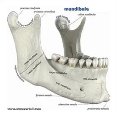 Quel est le genre du nom mandibule, os de la mâchoire inférieure ?