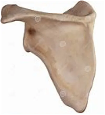 Quel est le genre du nom omoplate, os de la partie postérieure de l'épaule ?